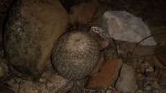 Epithelantha greggii