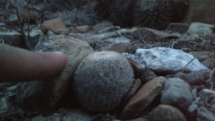 Epithelantha greggii