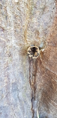 Scaptotrigona mexicana
