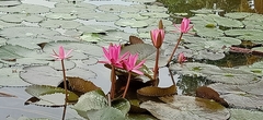 Nymphaea rubra