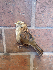 Zonotrichia albicollis