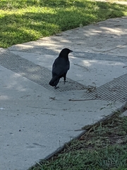 Corvus brachyrhynchos