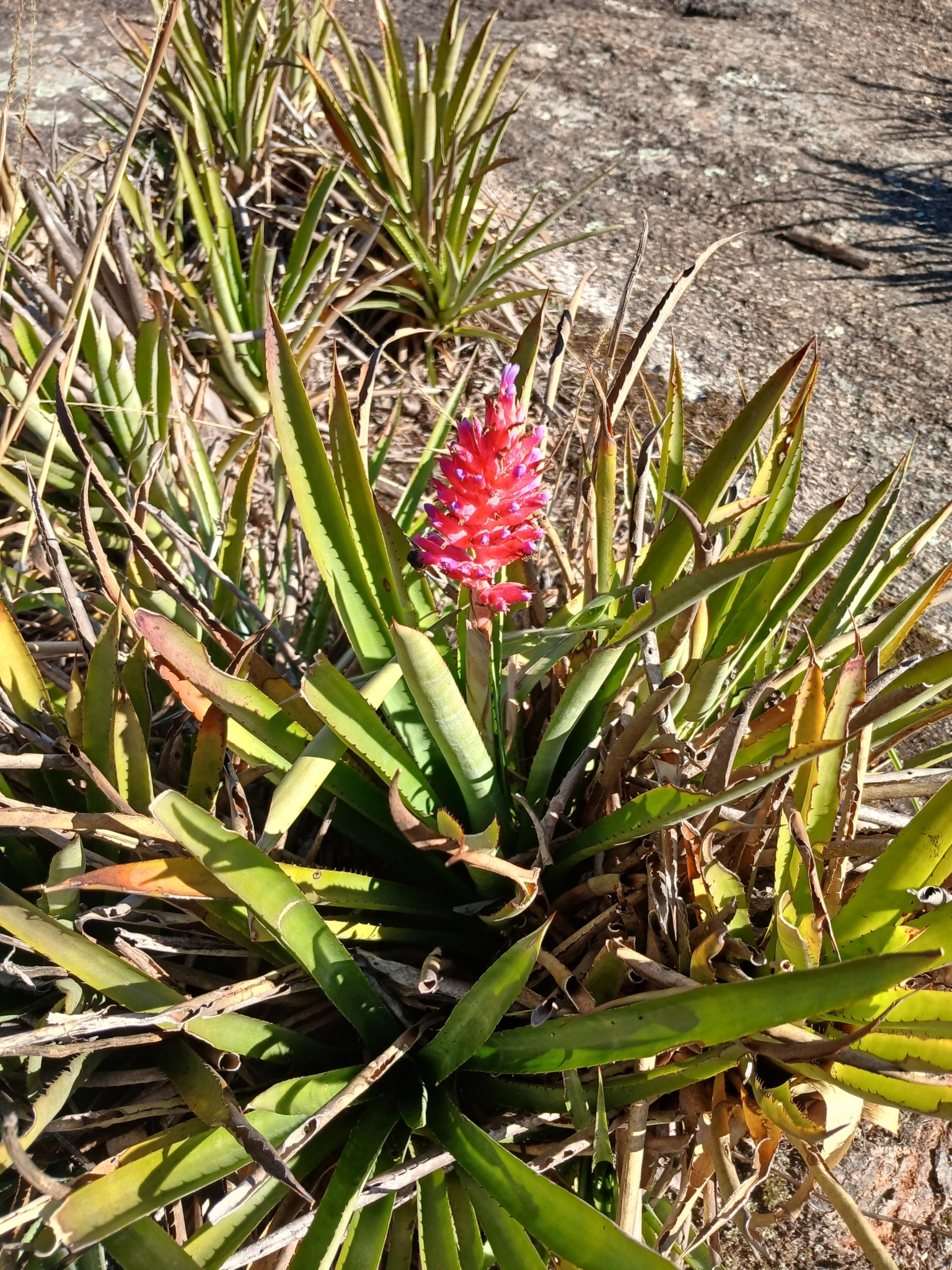 Aechmea distichantha
