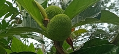 Artocarpus camansi