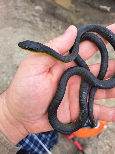 Common Tree Snake sighting