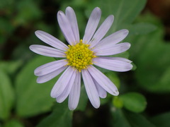 Aster tataricus