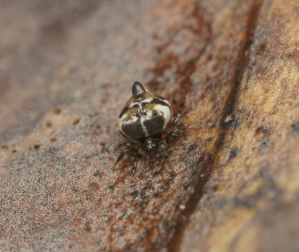 Phoroncidia scutula