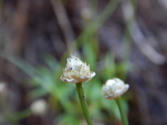 Eriocaulon spectabile