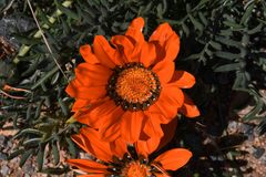 Gazania leiopoda