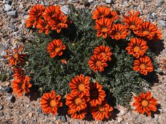 Gazania leiopoda