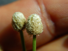 Eriocaulon carpentariae