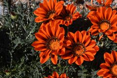 Gazania leiopoda