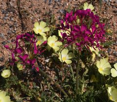 Pelargonium incrassatum