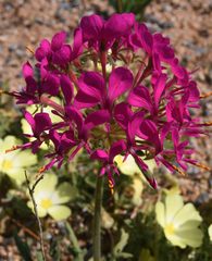 Pelargonium incrassatum