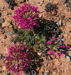 Pelargonium incrassatum