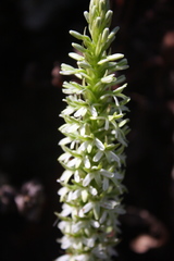 Platanthera elegans elegans