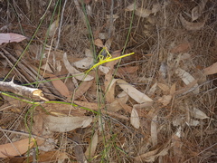Podacanthus viridiroseus