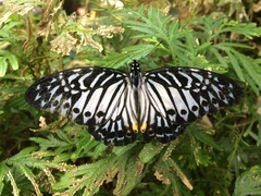 Graphium delessertii