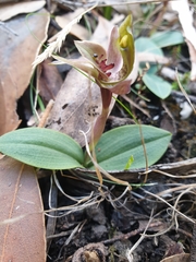 Chiloglottis triceratops