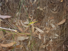 Podacanthus viridiroseus