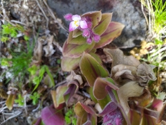Tradescantia cerinthoides