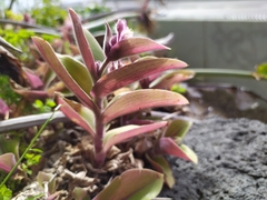 Tradescantia cerinthoides
