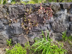 Tradescantia cerinthoides