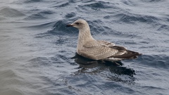 Larus argentatus × glaucescens