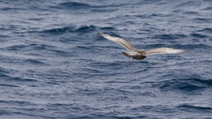 Larus argentatus × glaucescens