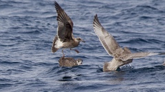 Larus argentatus × glaucescens