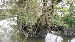 Cephalanthus tetrandra