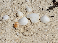 Tucetona