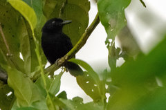 Thamnophilus cryptoleucus