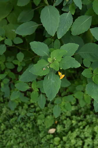 Impatiens capensis