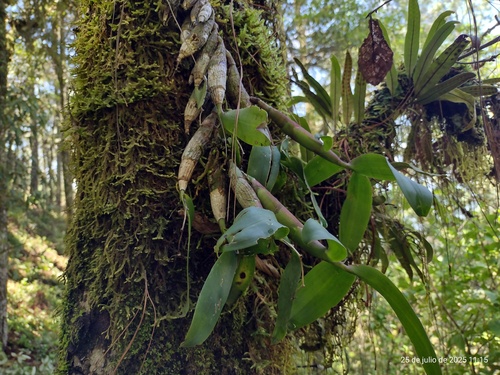 Epidendrum hagsateri Christenson 2