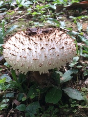 Clarkeinda trachodes