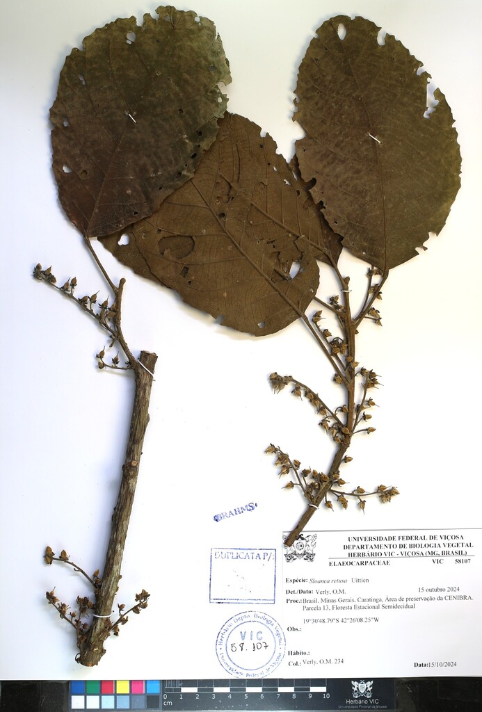 Sloanea retusa