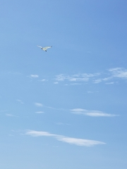 Thalasseus sandvicensis