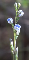Thelymitra aemula