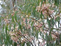 Eucalyptus leucoxylon