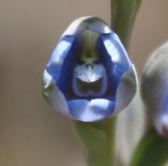 Thelymitra aemula