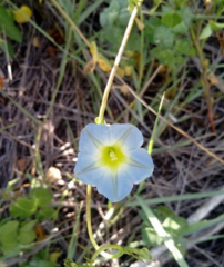 Ipomoea cardiophylla