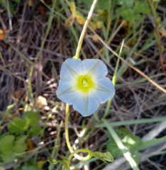 Ipomoea cardiophylla