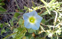 Ipomoea cardiophylla