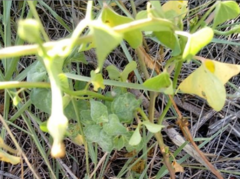 Ipomoea cardiophylla