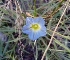 Ipomoea cardiophylla