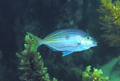 Nemadactylus valenciennesi