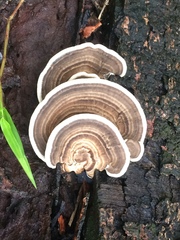 Fungi