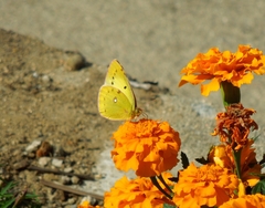 Colias erate