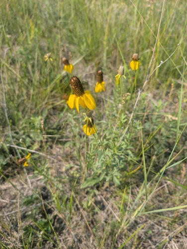 upright prairie coneflower